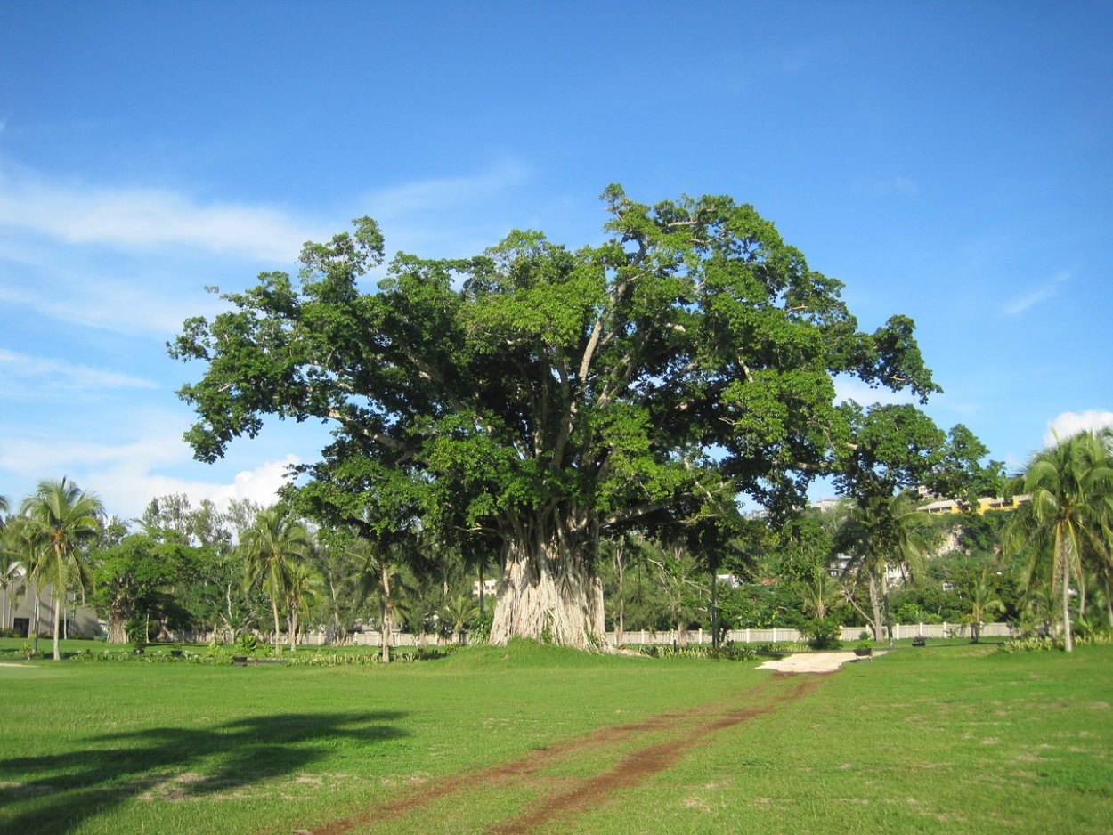 Драконник Драконово дерево