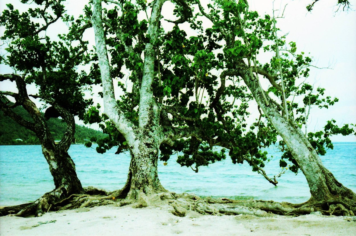 Драконовое дерево Сокотра