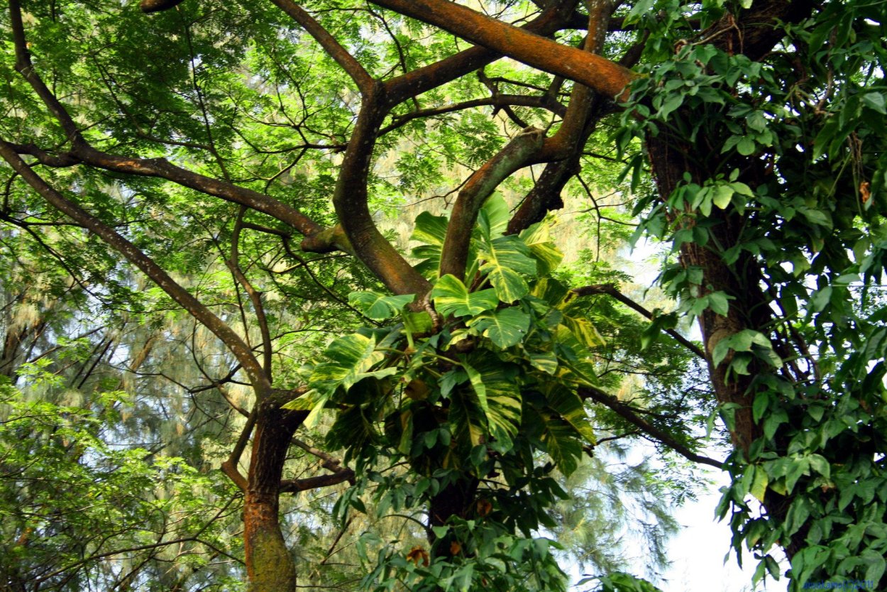 Остров Сокотра Йемен