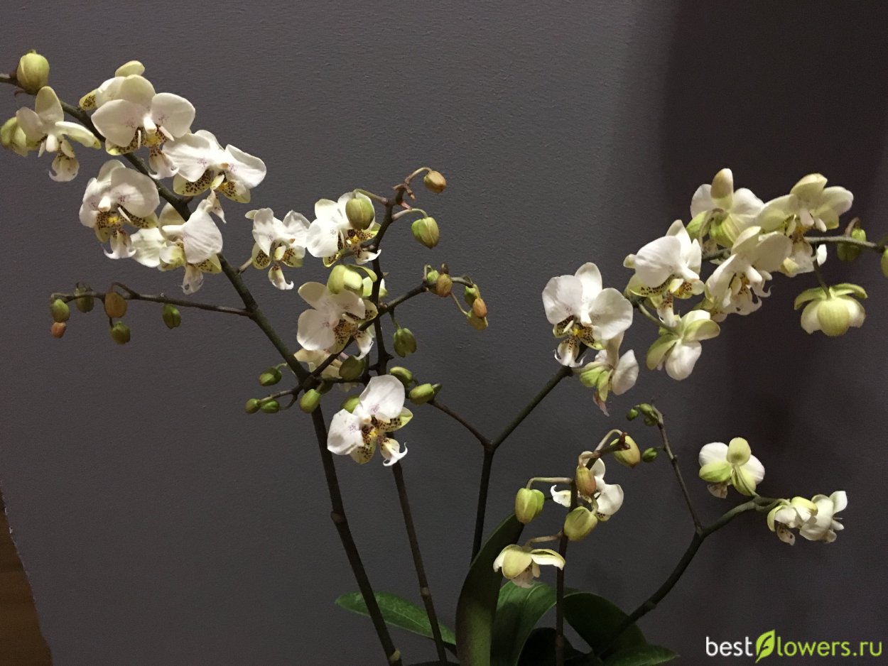 Стюартиана Пико чип