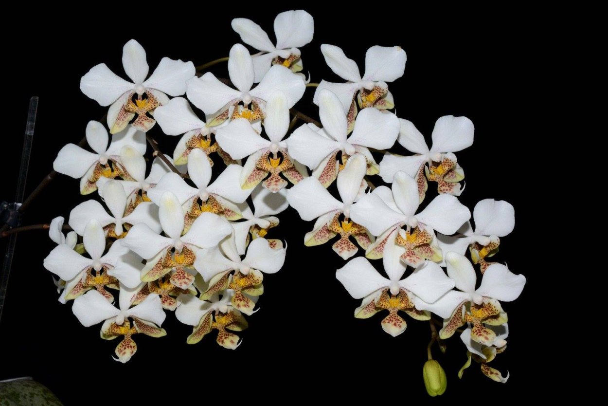 Фаленопсис stuartiana