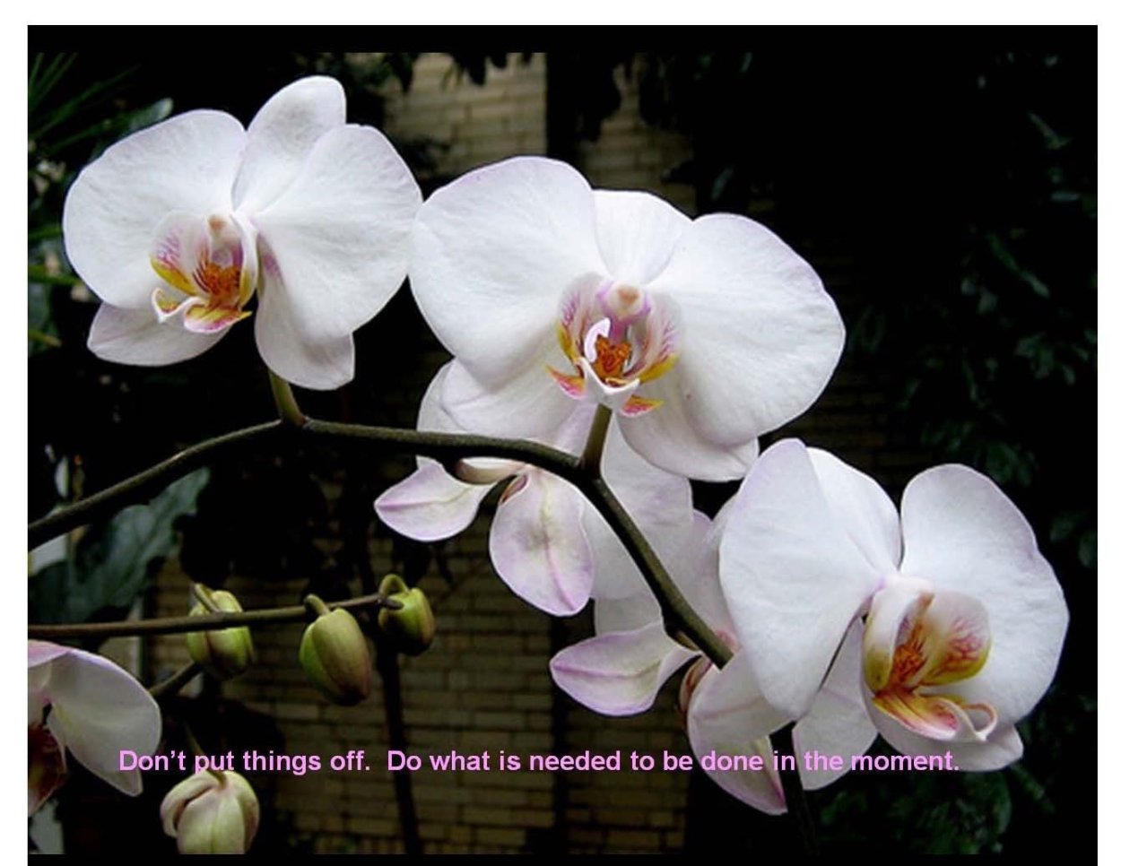 Орхидея Алабастер