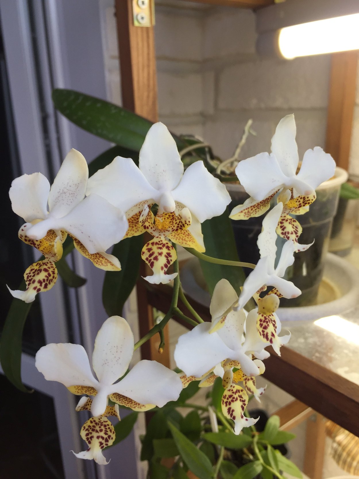 Стюартиана Пико чип