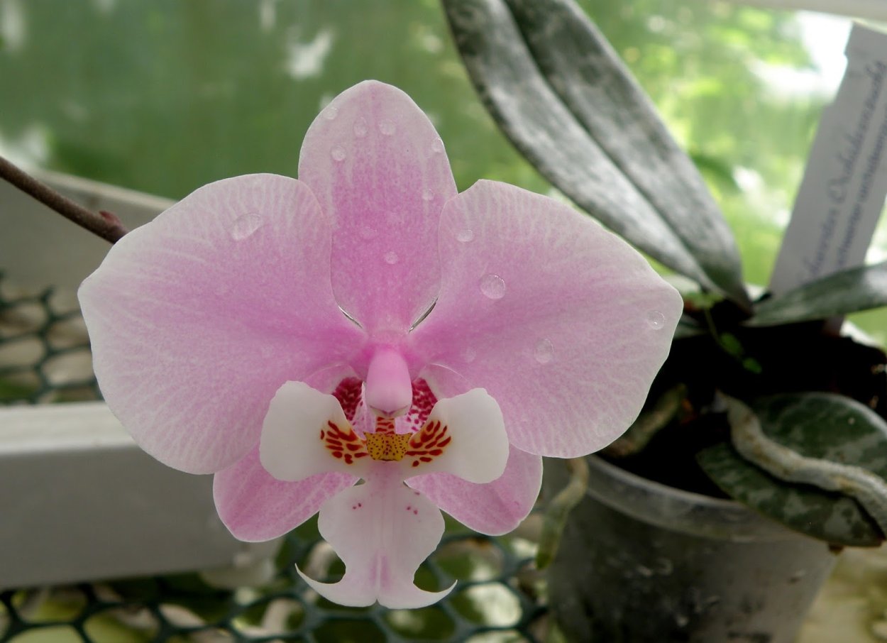 Фаленопсис Шиллериана