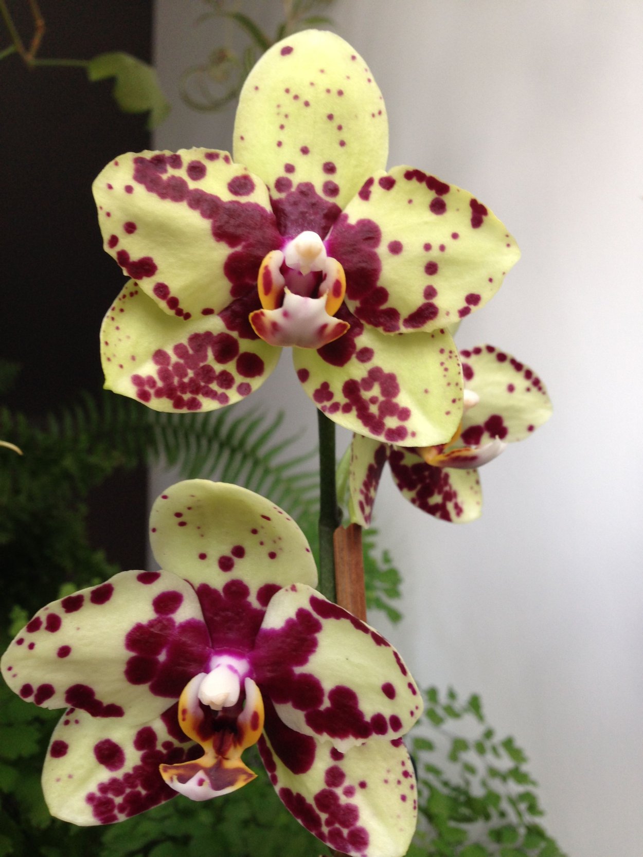 Орхидея Sogo Bianca