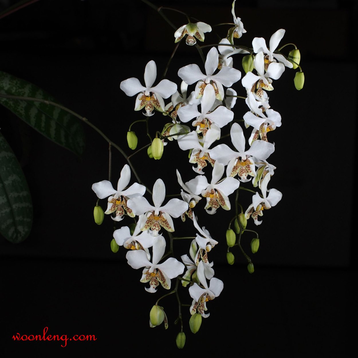 Phalaenopsis stuartiana