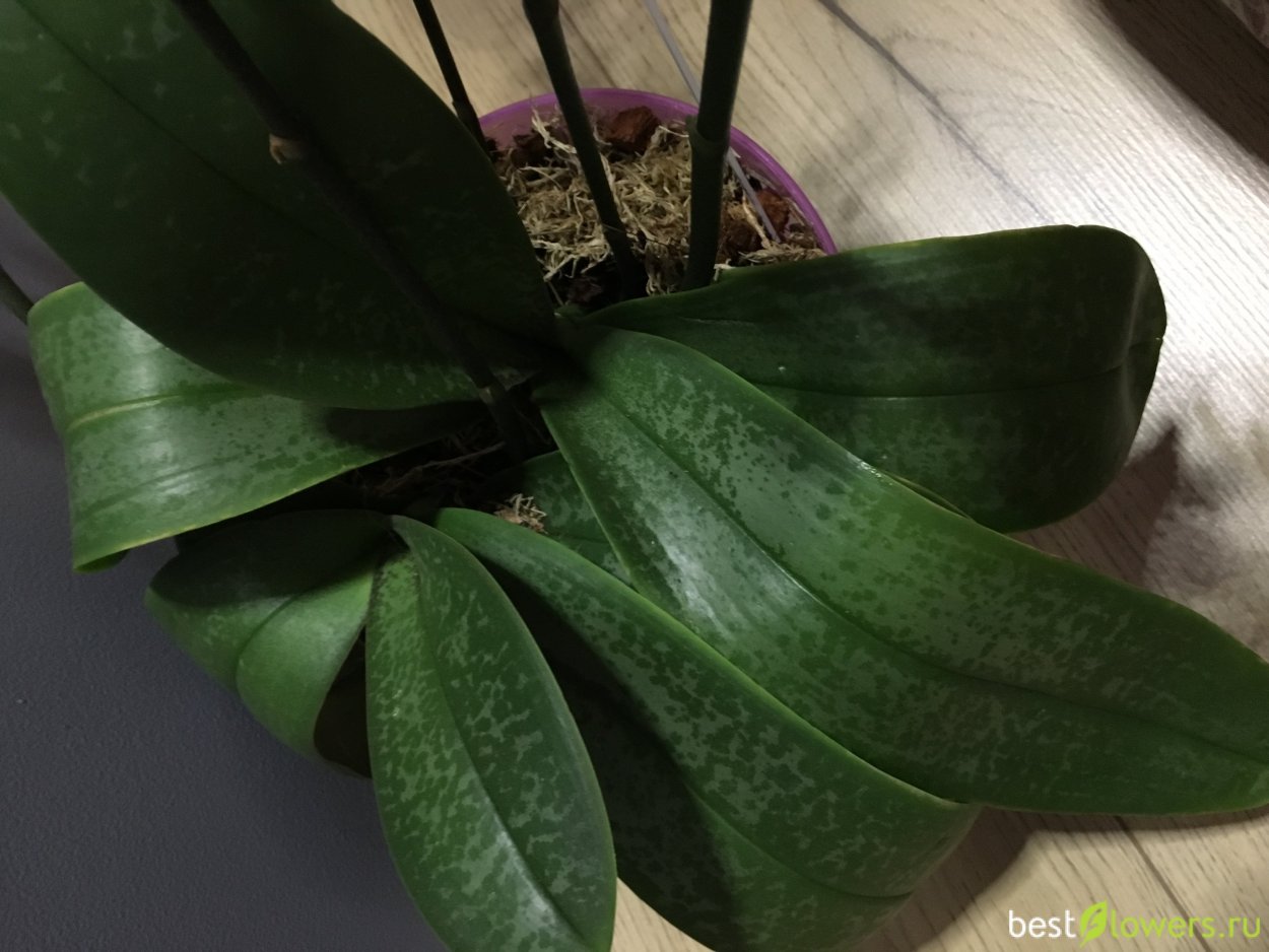 Стюарт Тиана Пико чип