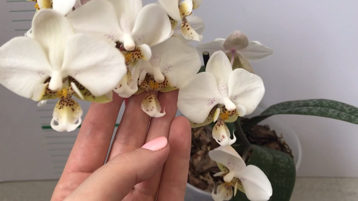 Фаленопсис старта Пико чип