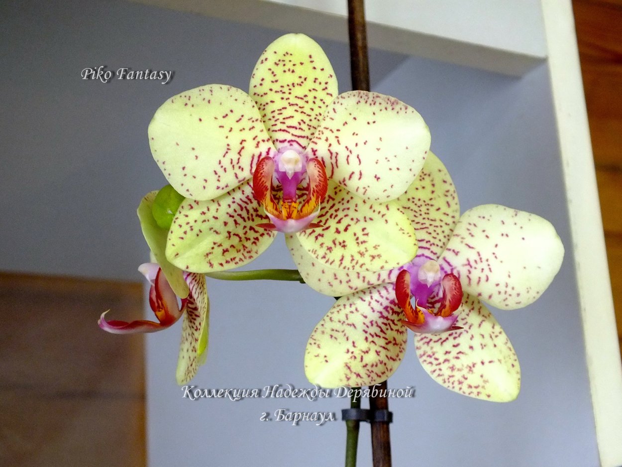 Фаленопсис Индиана