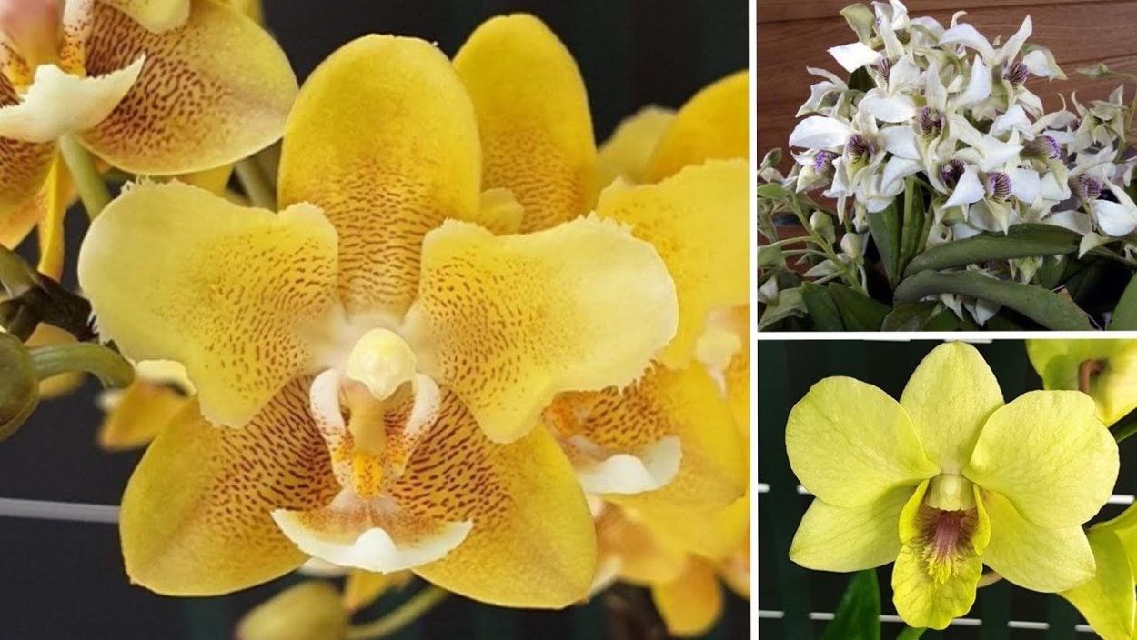 Орхидеи от Раджа Орхорай