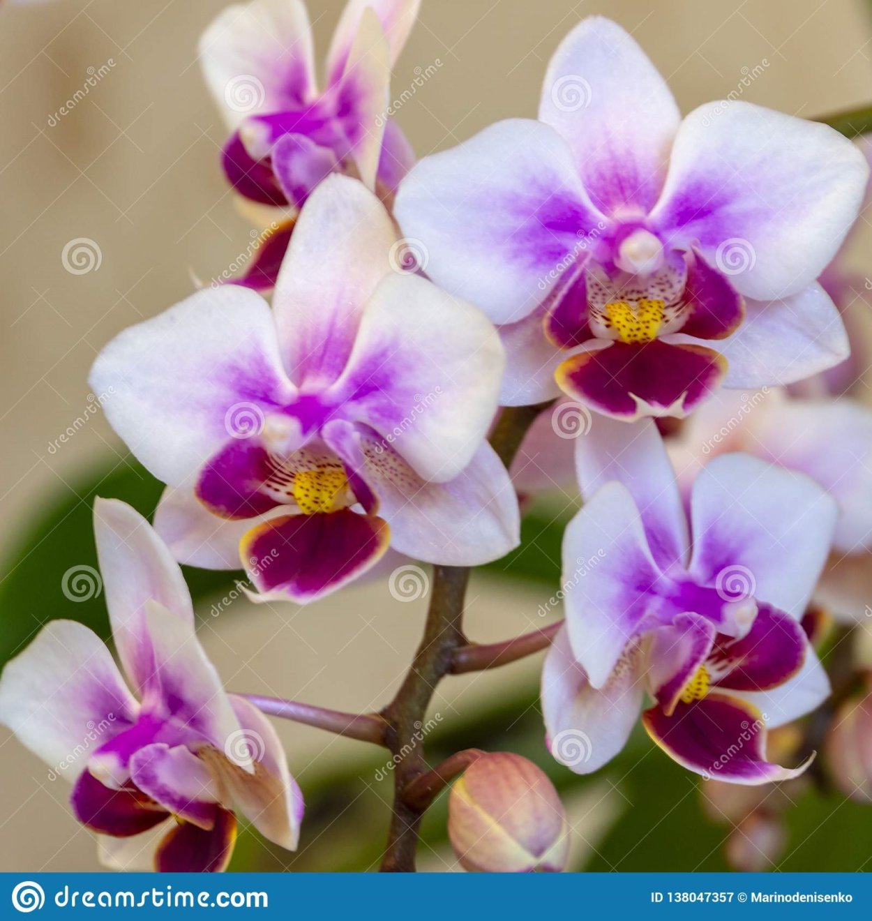 Орхидея Pico Sweetheart