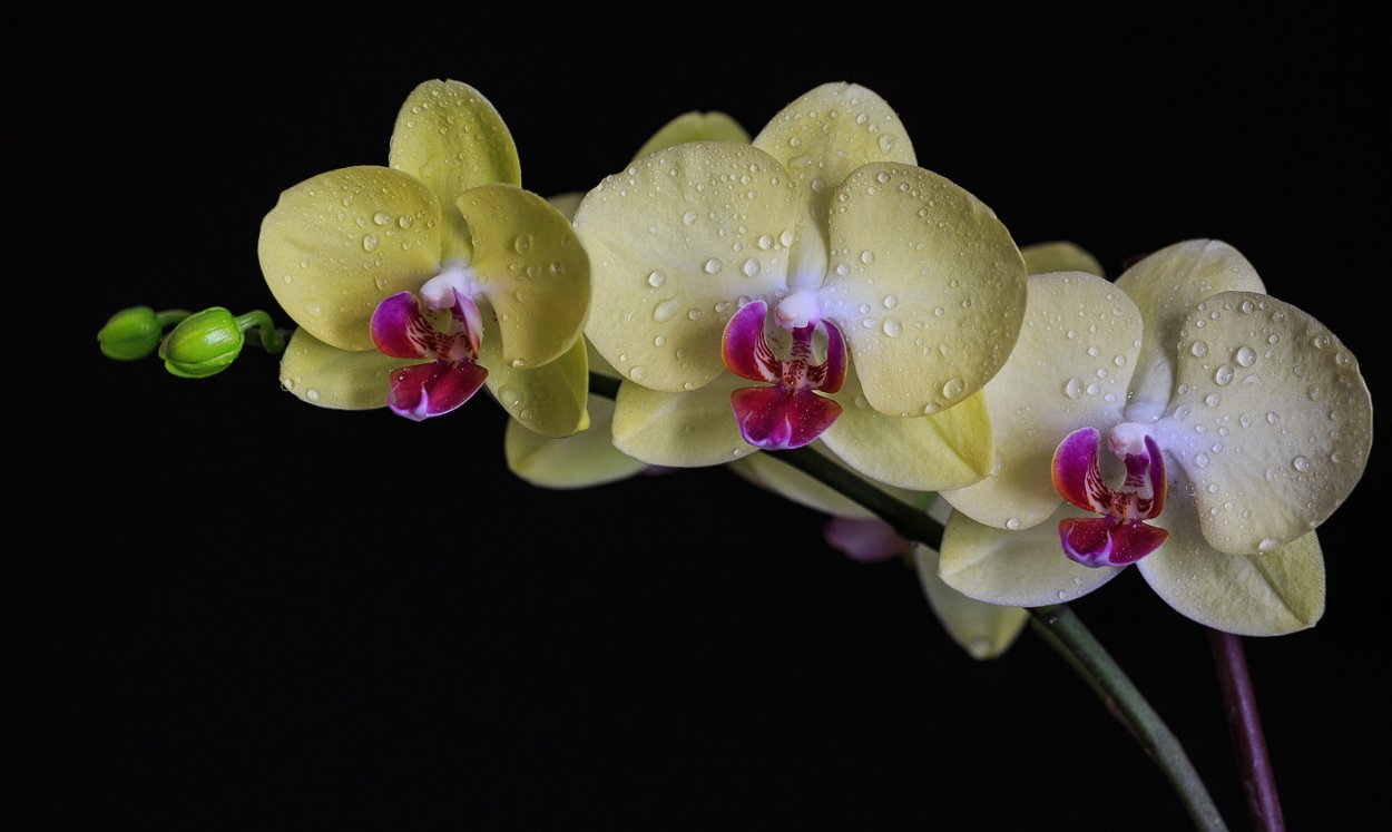 Фаленопсис Стюартиана Сого