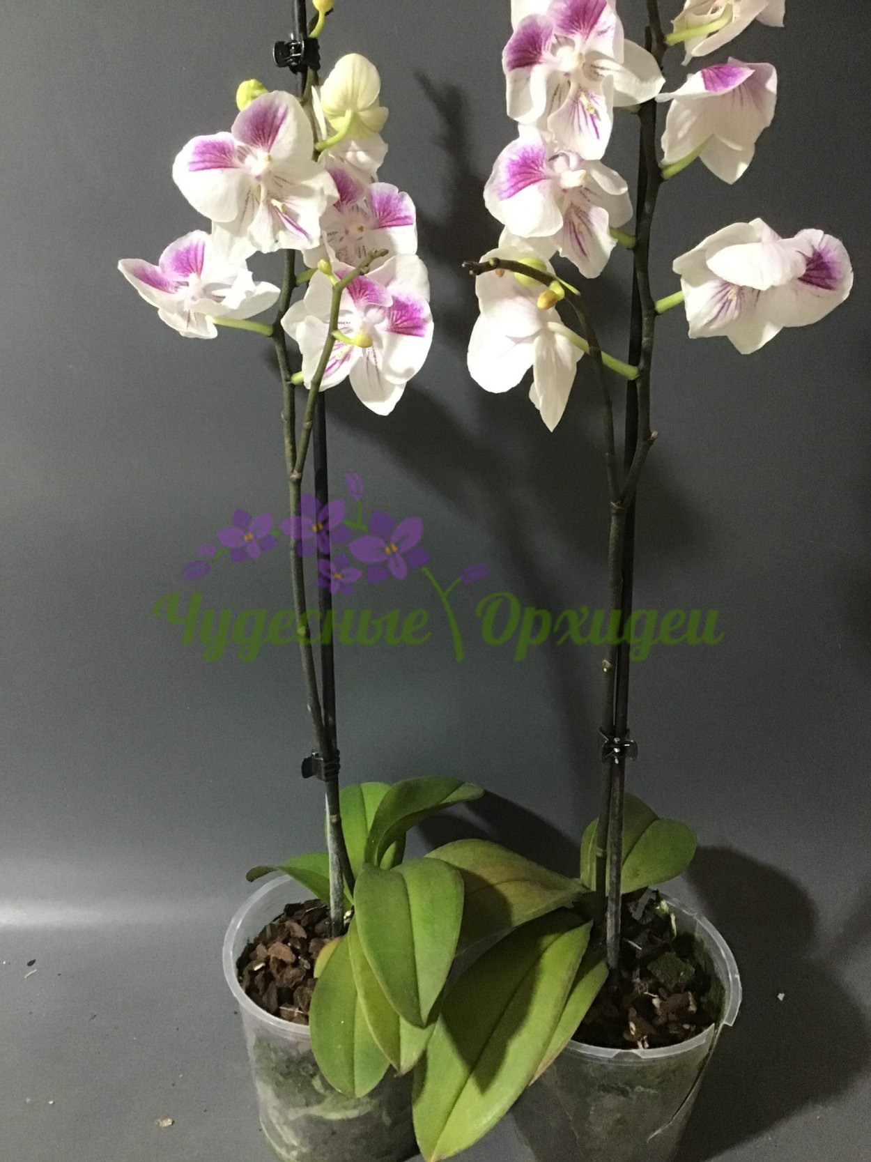 Фаленопсис romanion