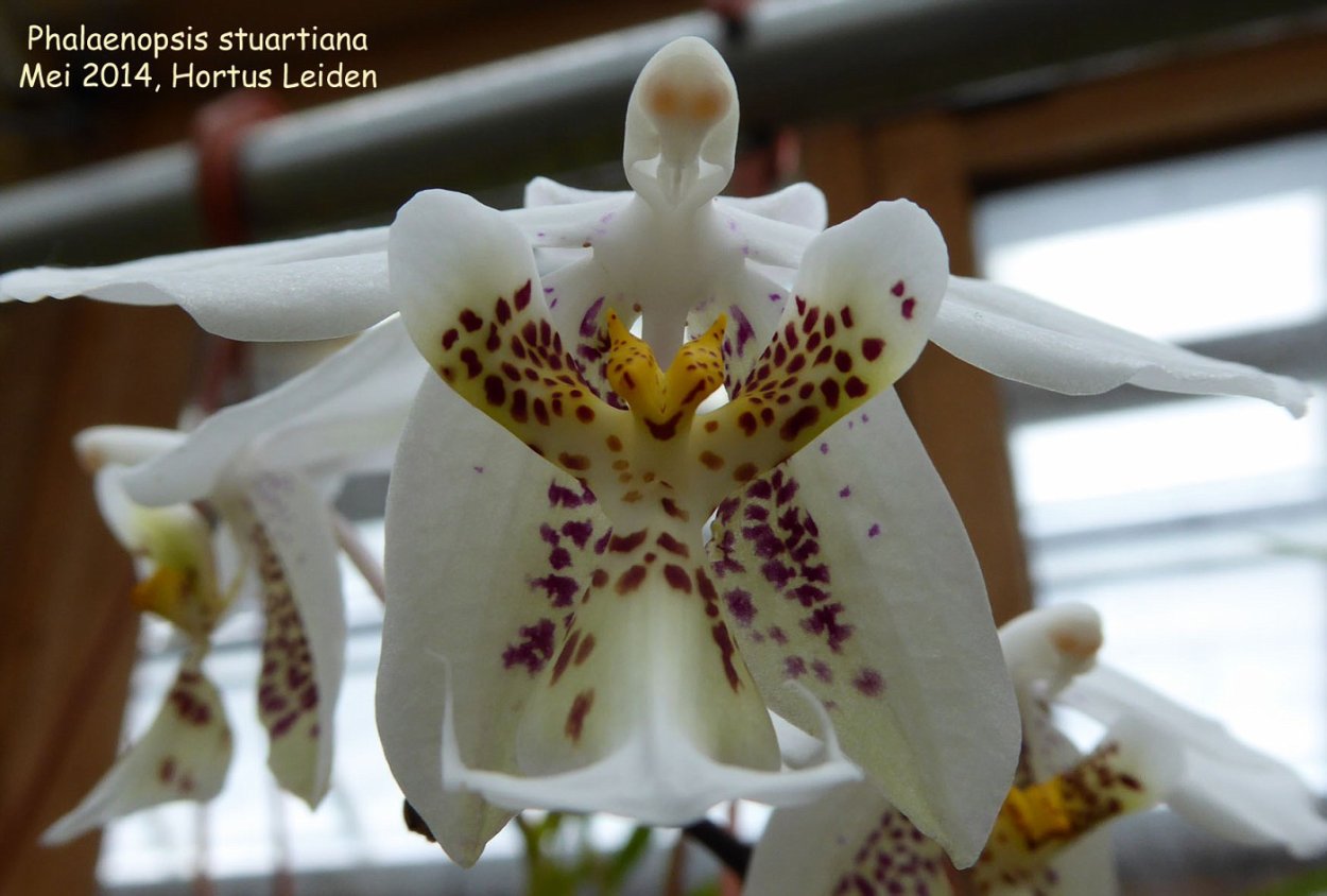 Орхидея фаленопсис Сан Диего