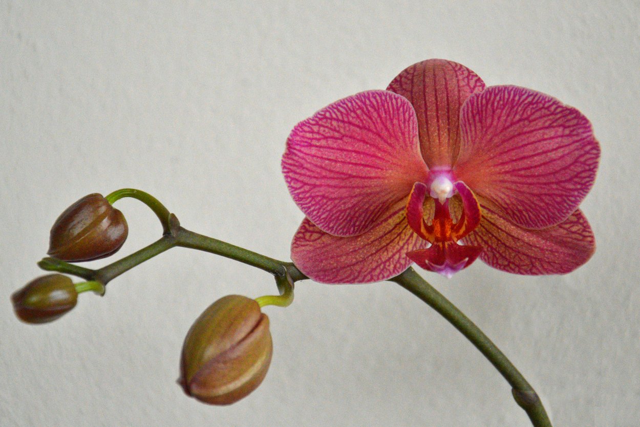 Фаленопсис Посейдон