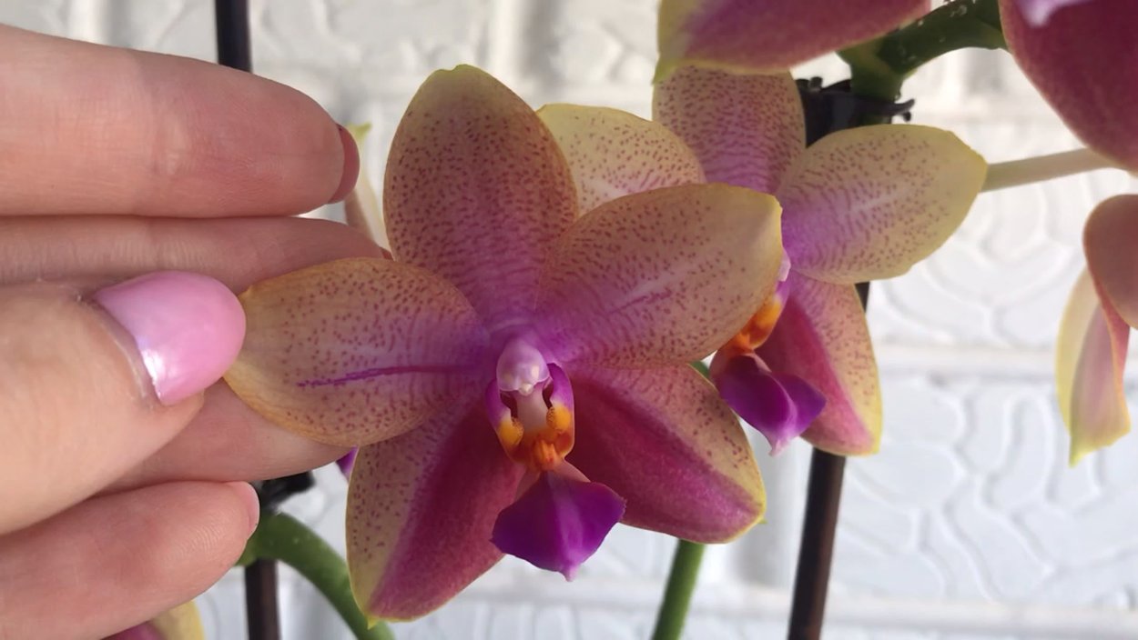 Фаленопсис Стюартиана