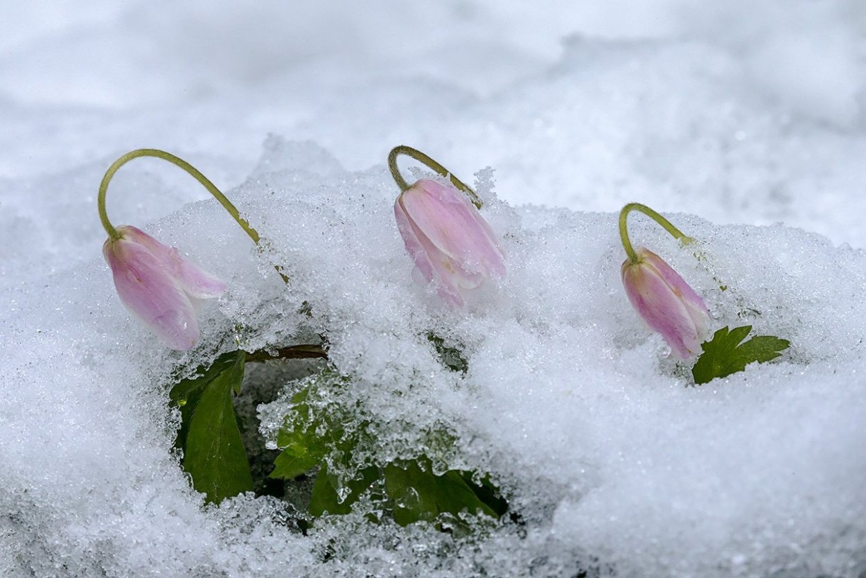 Розовый Подснежник