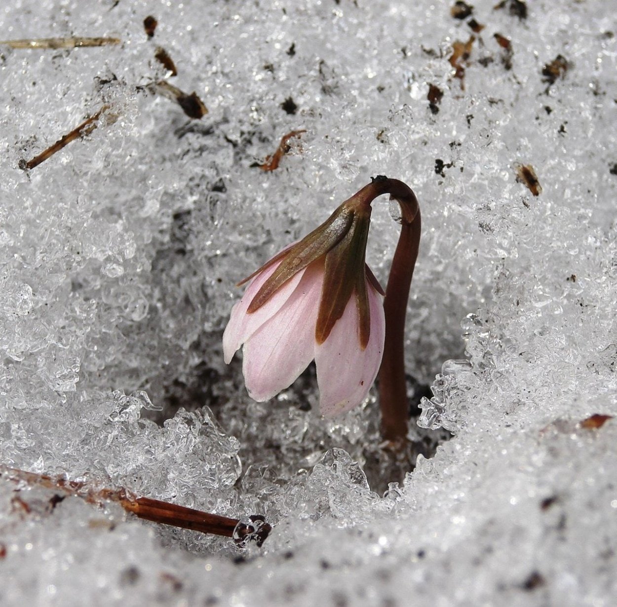 Первоцветы пролеска снег