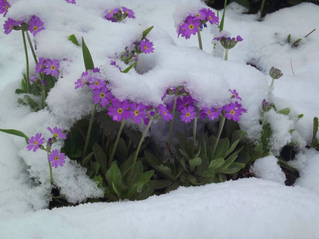 Крокусы в снегу