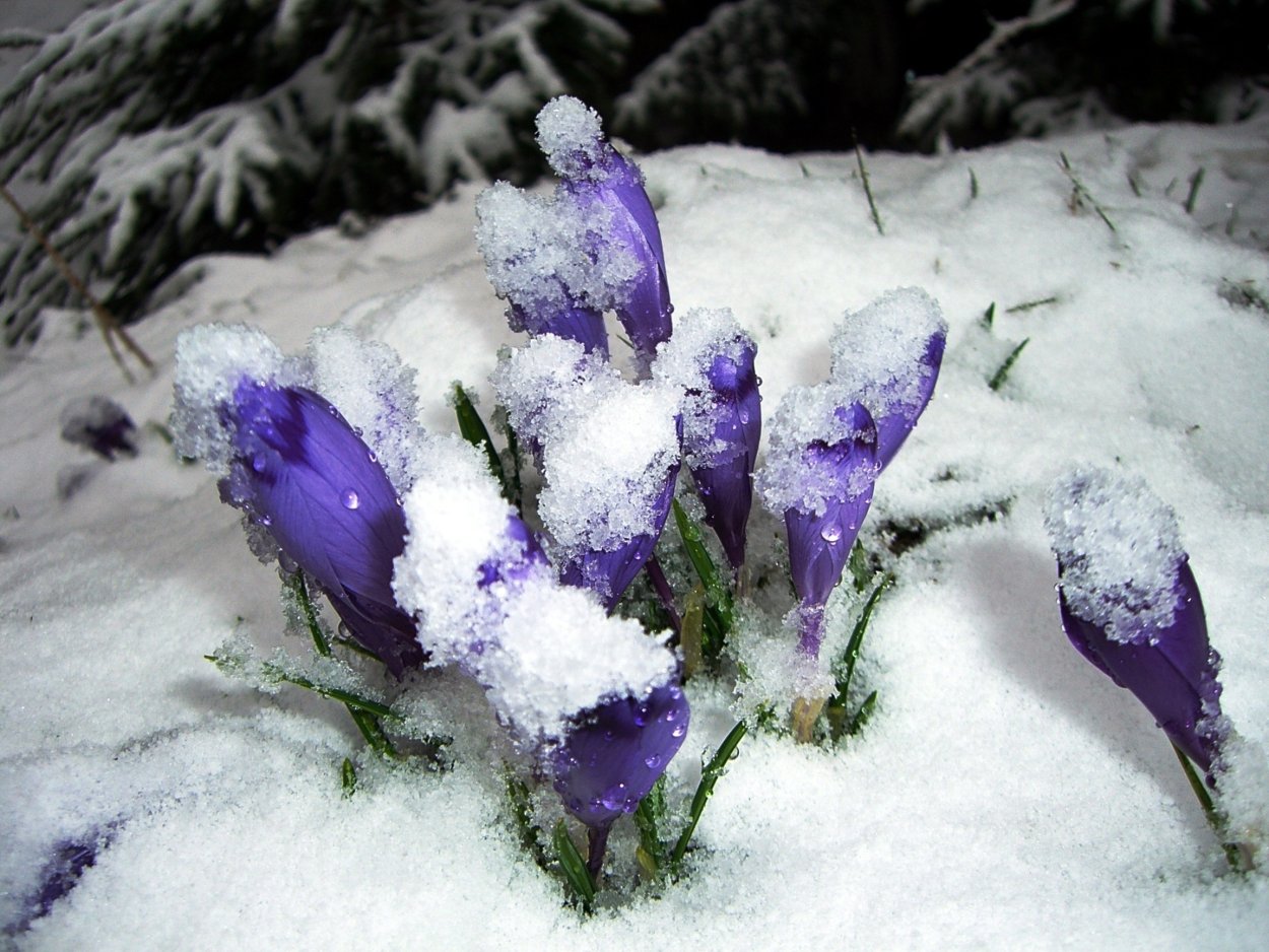 Подснежники под снегом