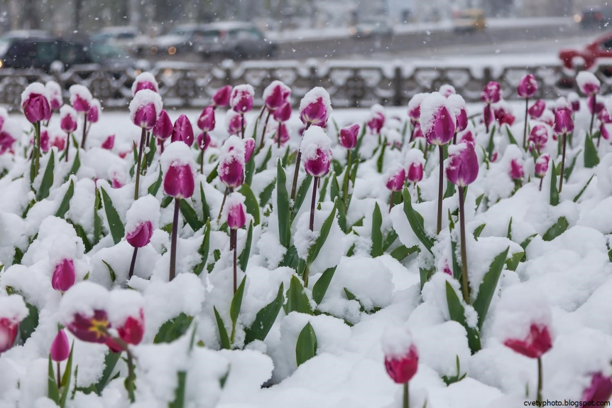 Зима цветы солнце
