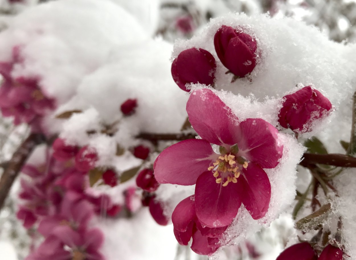 Крокусы в снегу