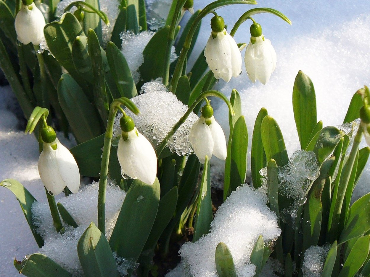 С первым днем весны