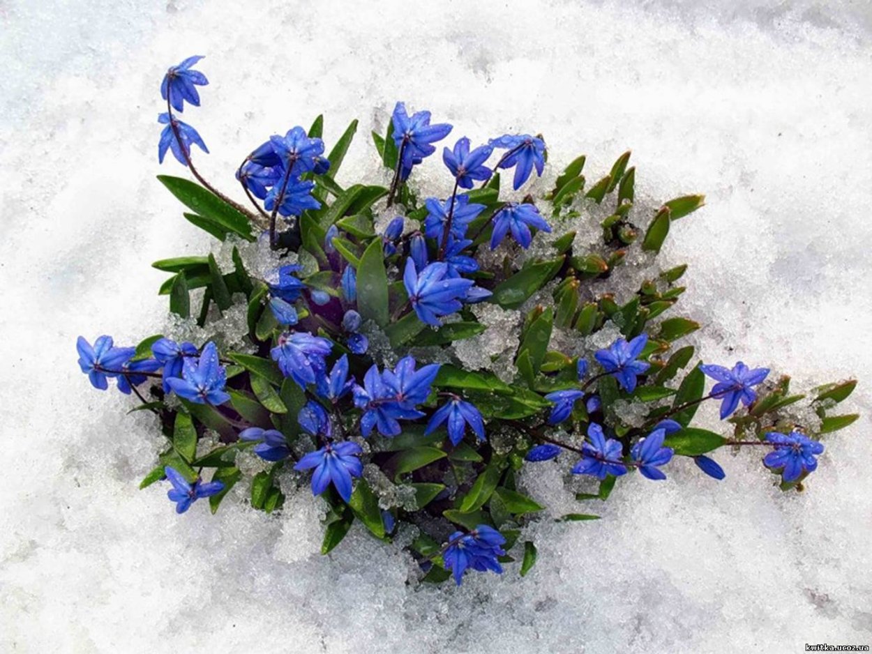 Первые весенние цветы