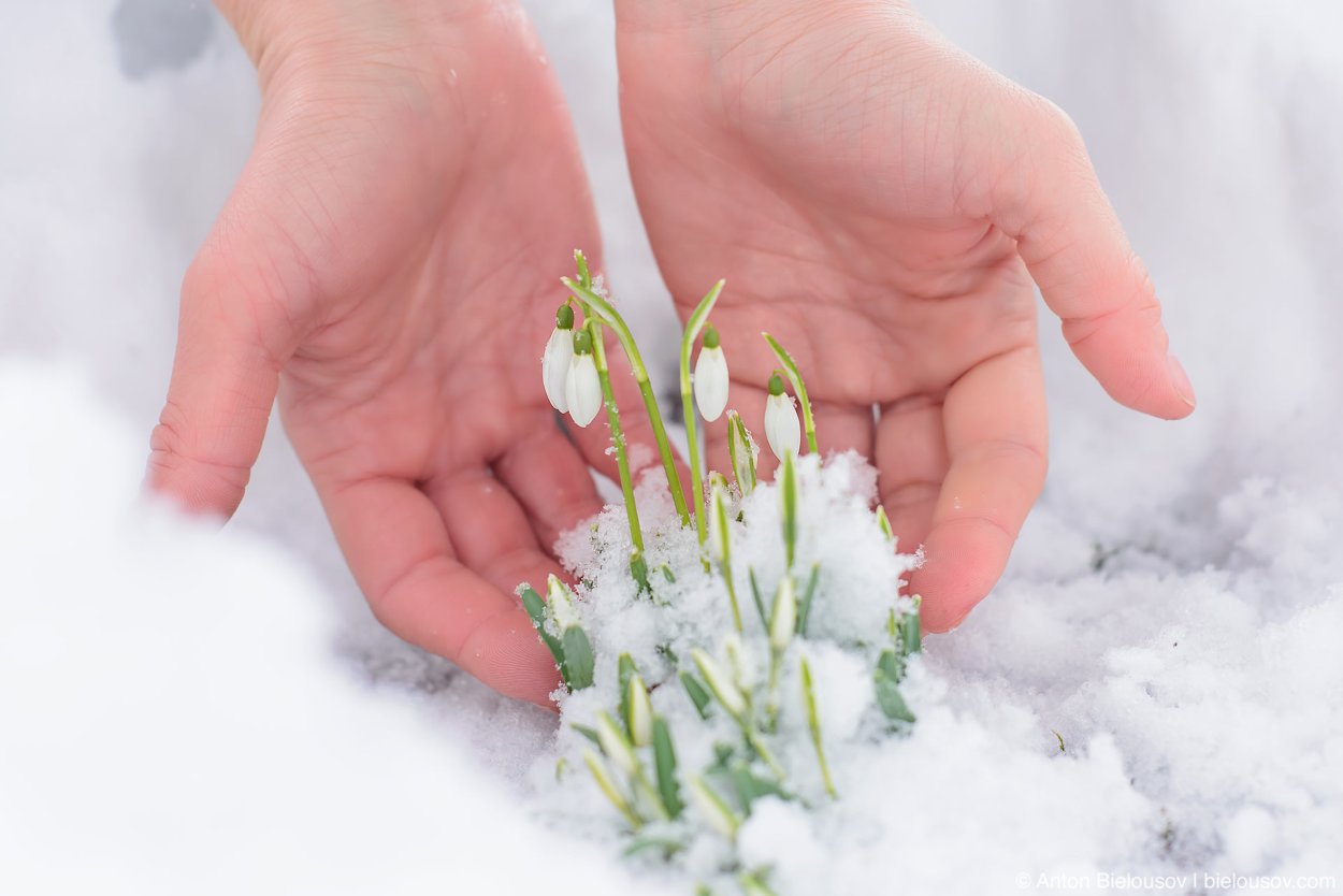 Весенние цветы в марте