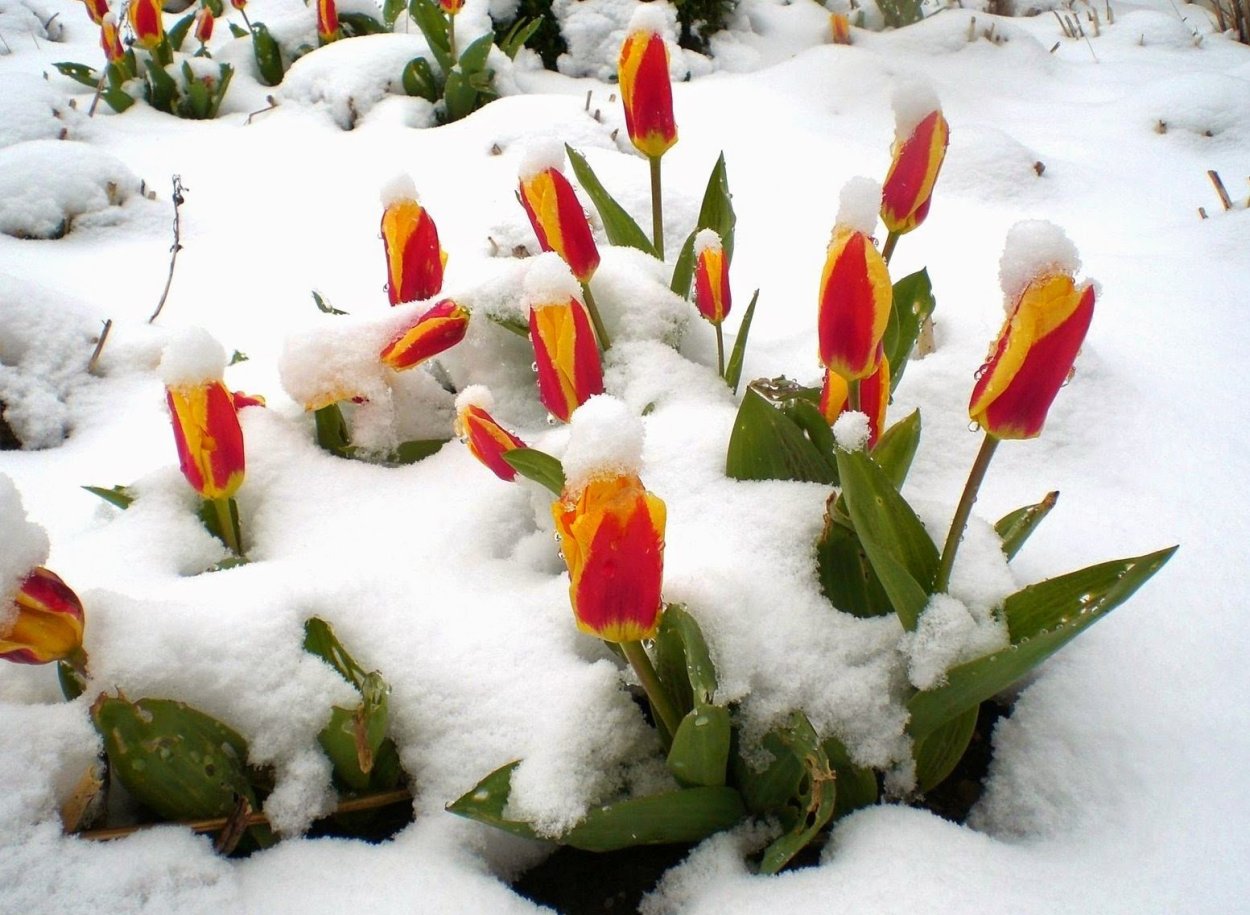 Цветы крокусы и подснежники