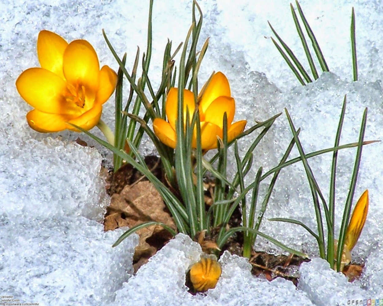 Первоцветы пролеска снег