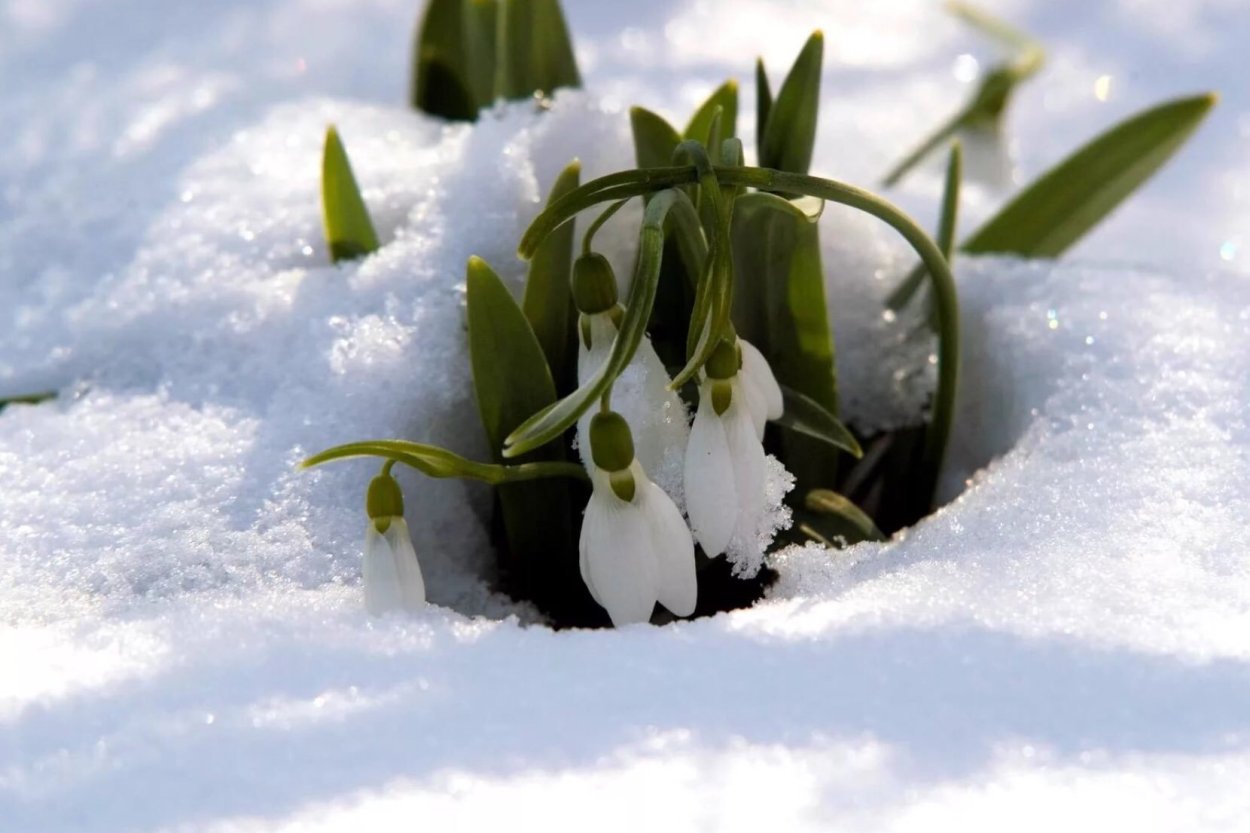 Цветы в снегу