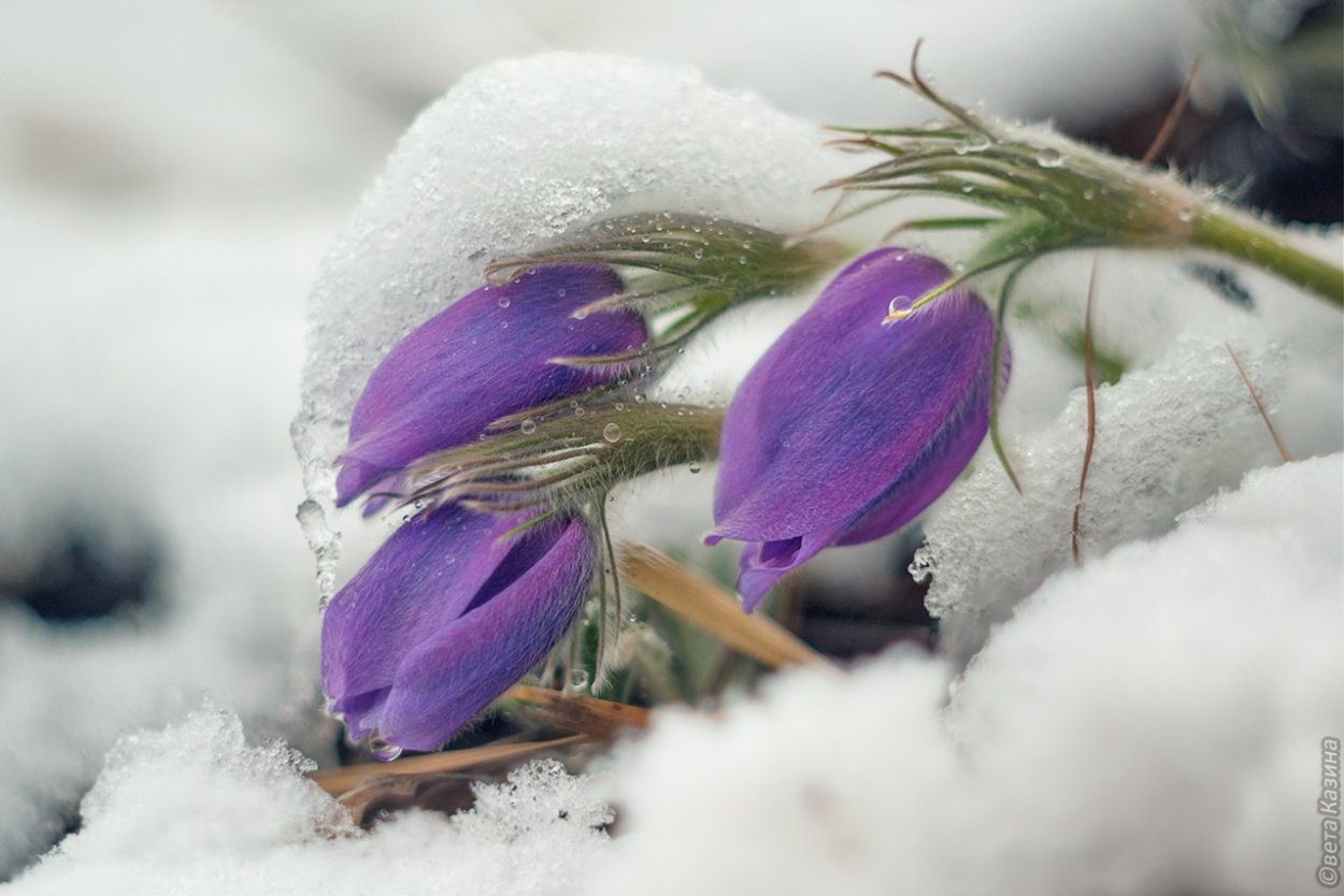 Розовые тюльпаны на снегу