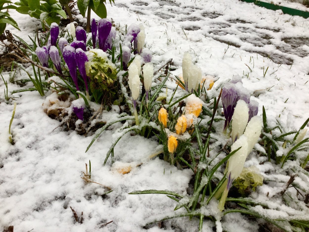 Весна подснежники
