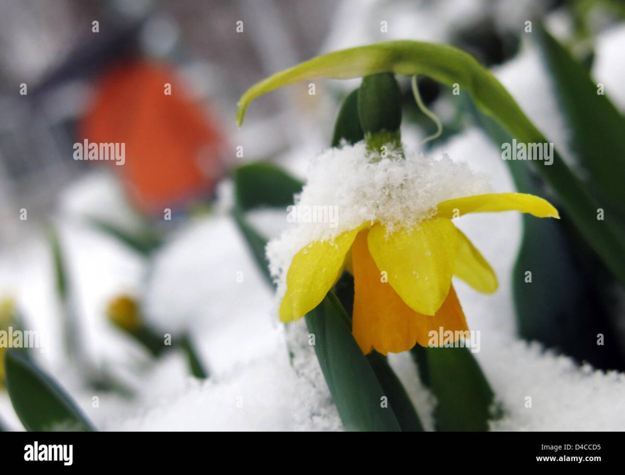 Первые весенние цветы