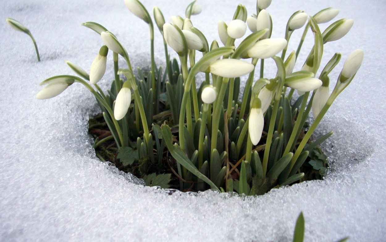Цветы в вазе
