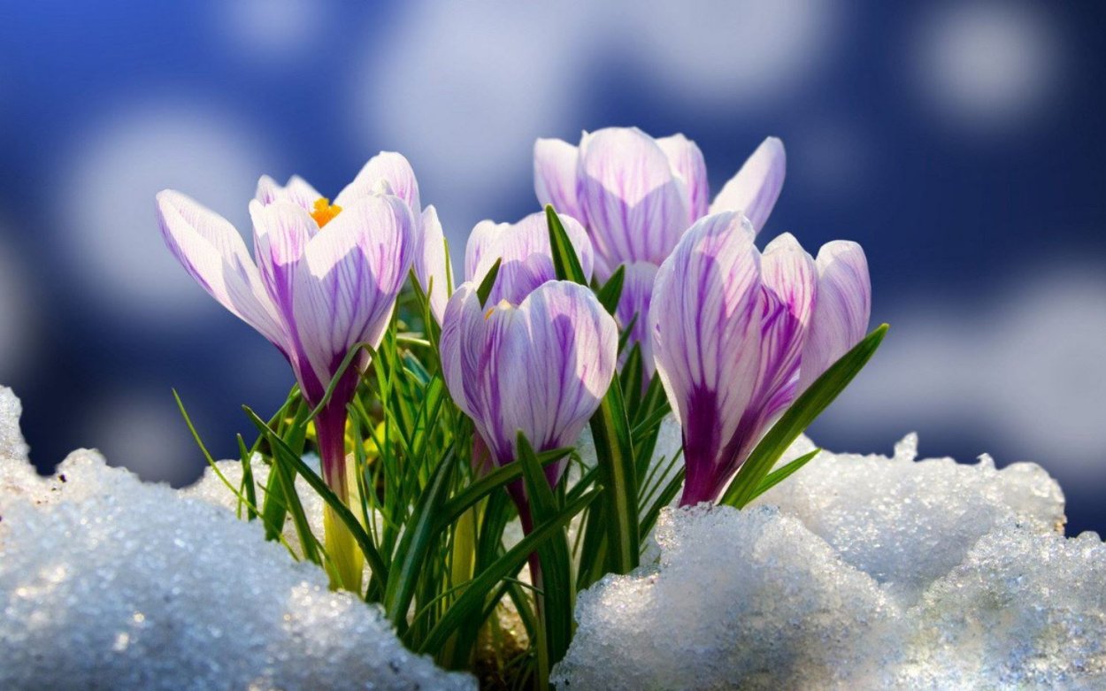 Цветы в снегу