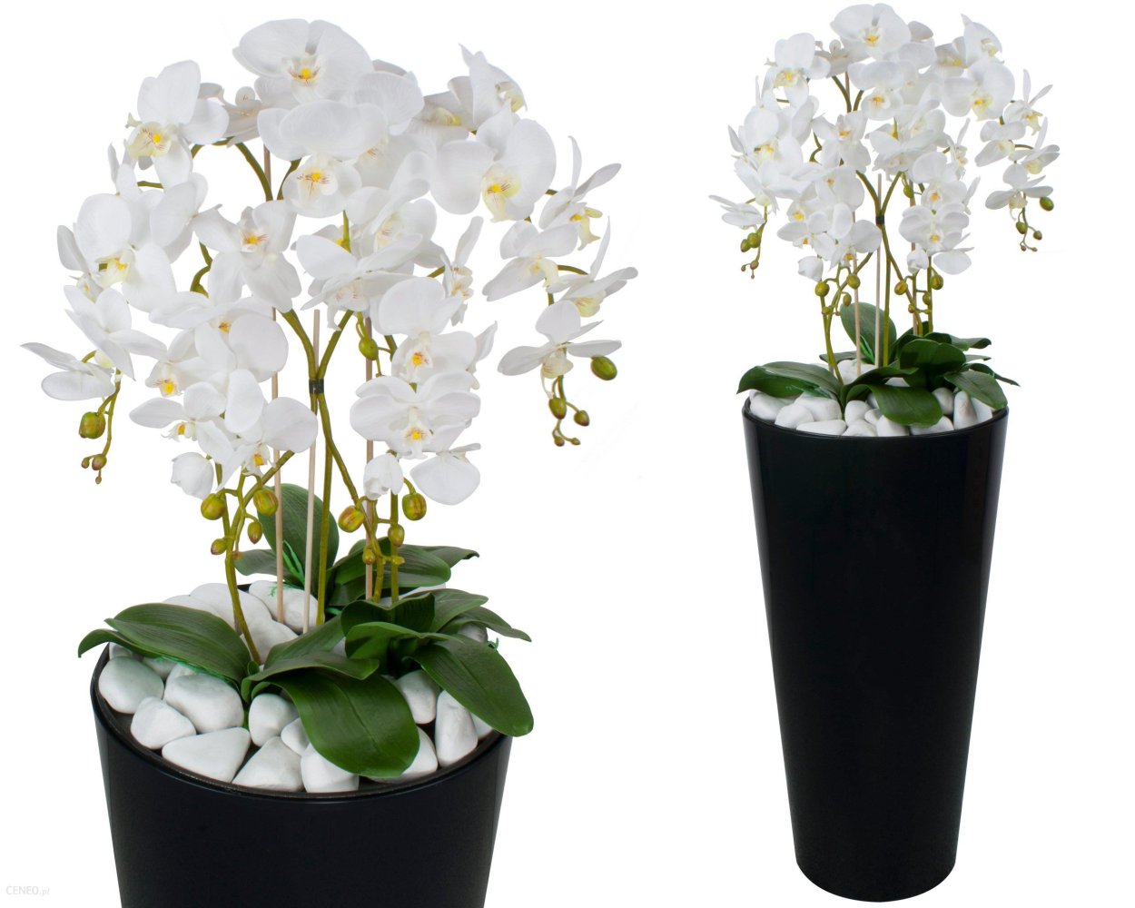 Черная Орхидея в горшке