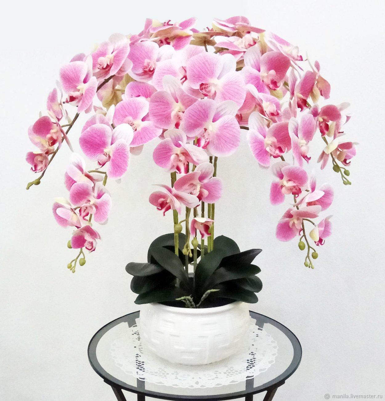 Фаленопсис Магнолия