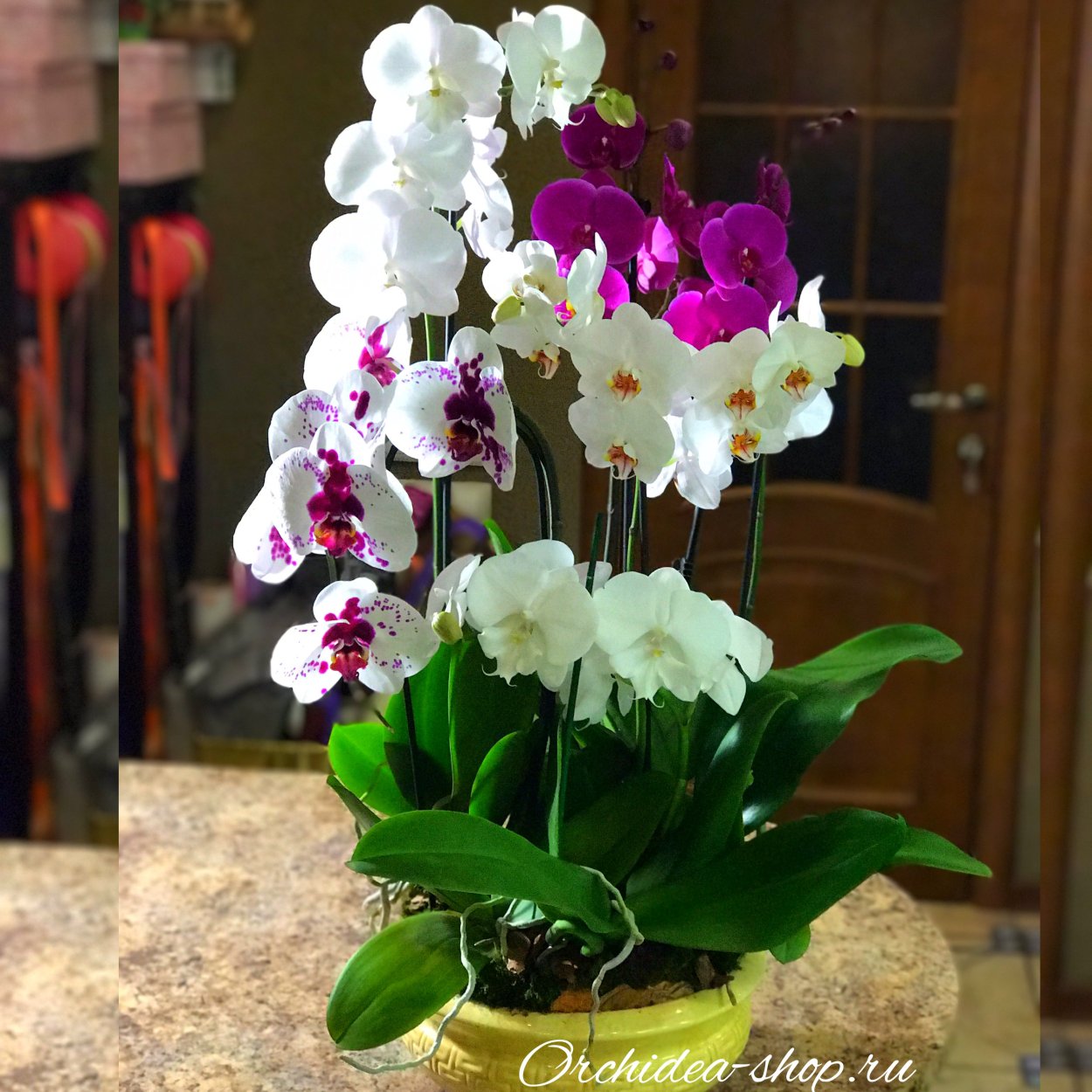 Фаленопсис Орхидея живые