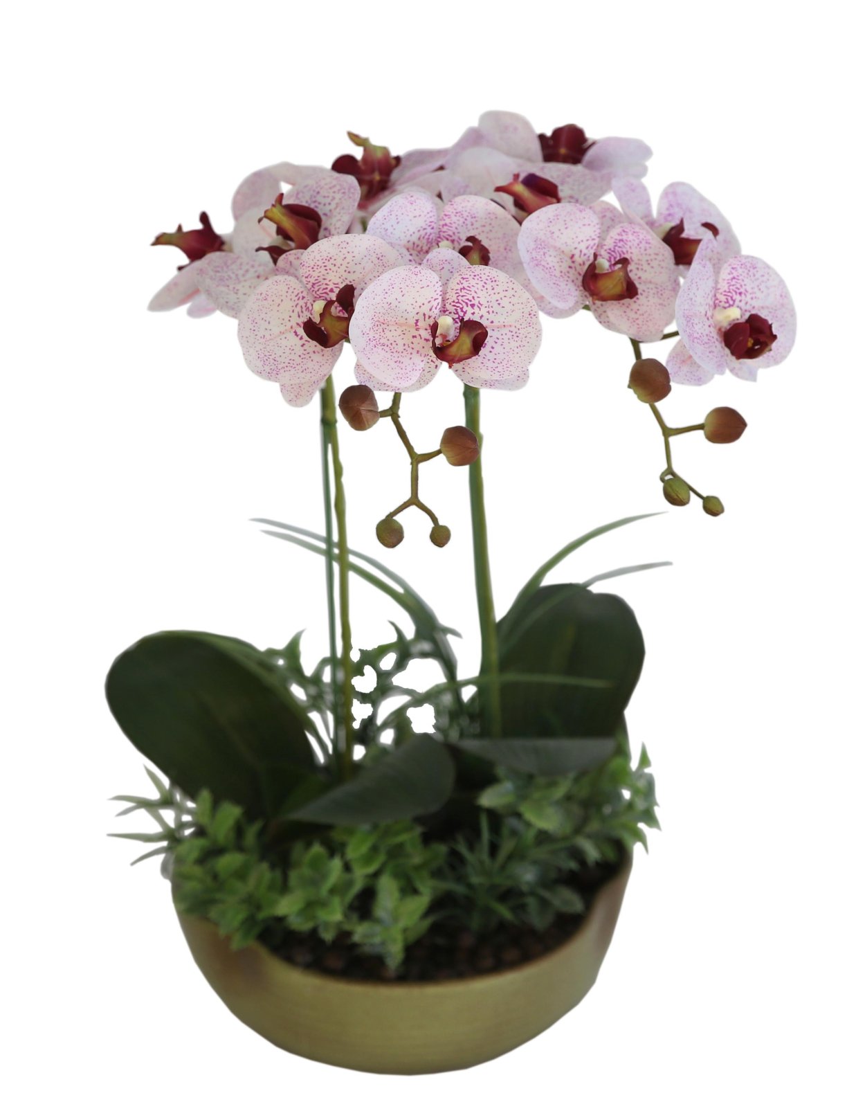 Орхидея настоящая в горшке