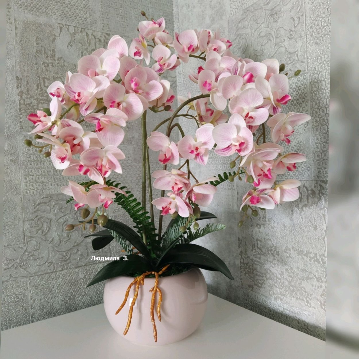 Фаленопсис Эвелина