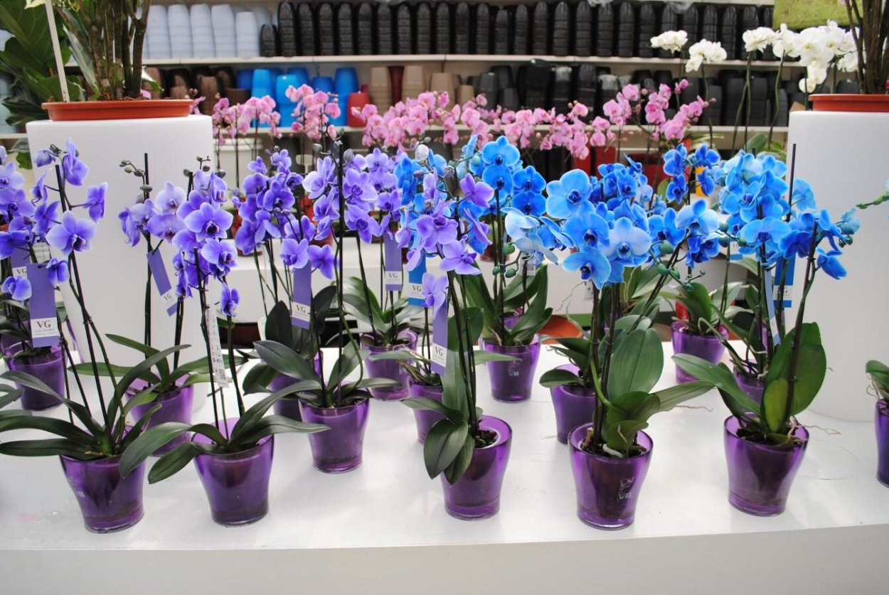 Секреты рассадки орхидей