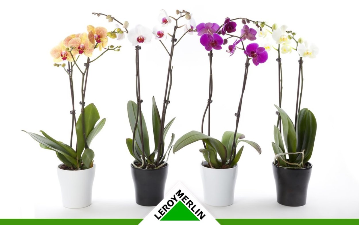 Scenza Plants Орхидея