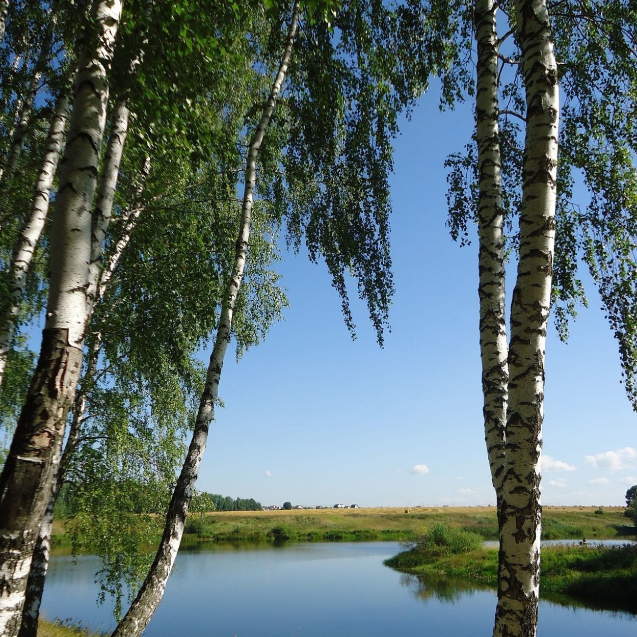 Березовая роща Сергиев Посад