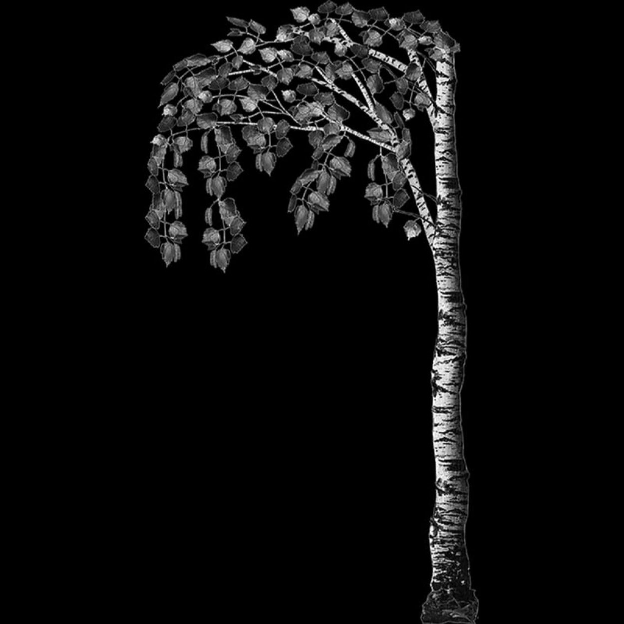 Береза для гравировки