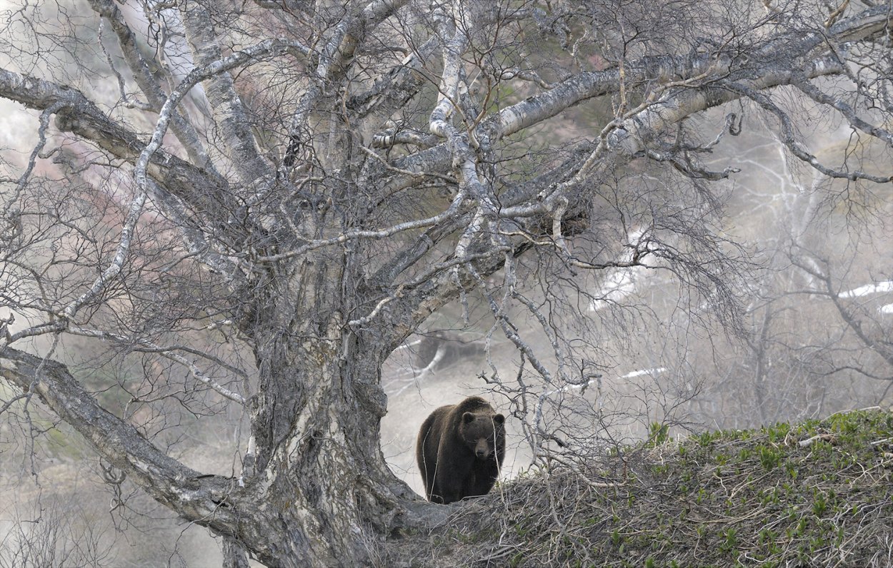 Декоративные ветки для интерьера