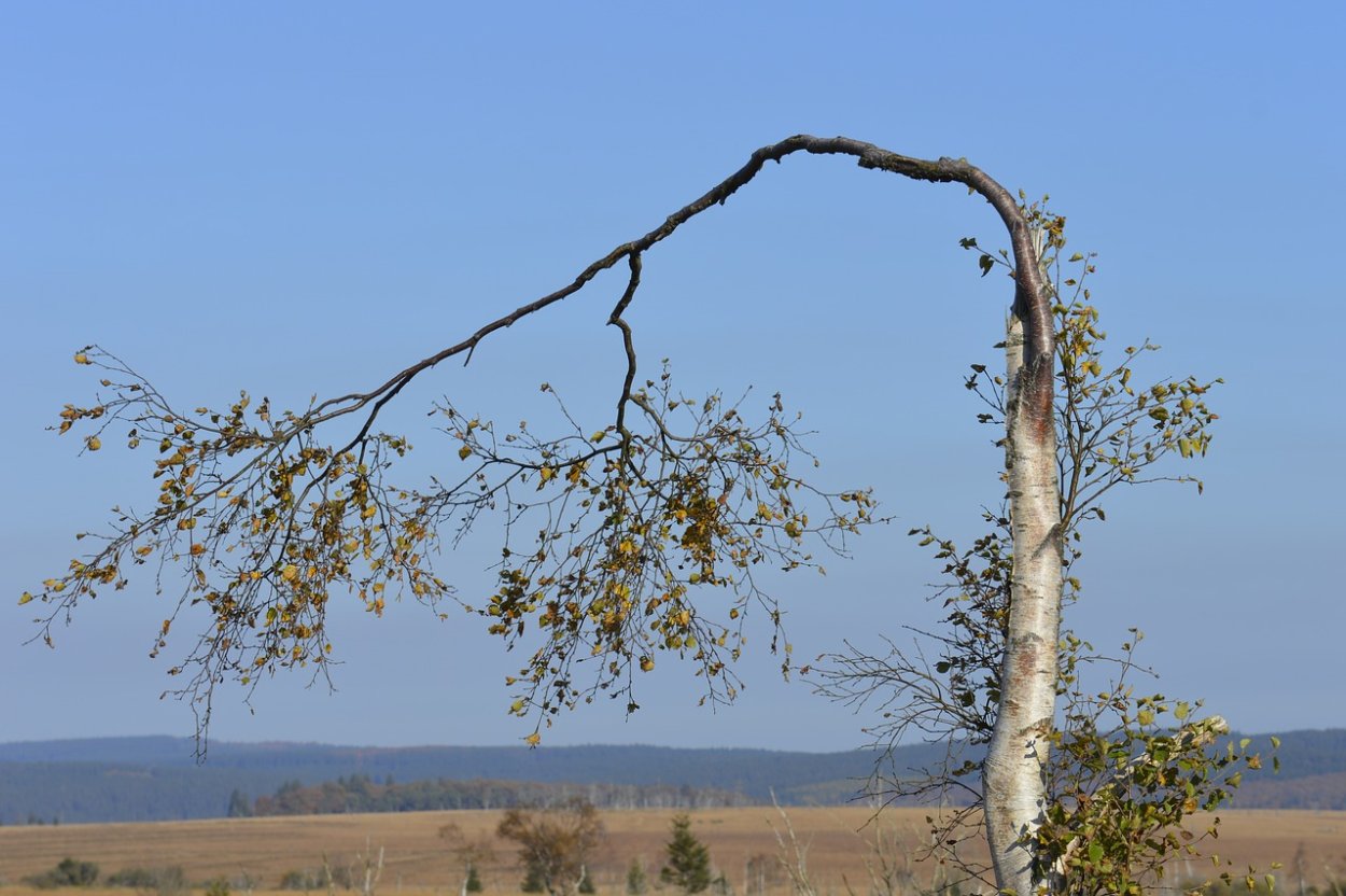 Высохшая береза