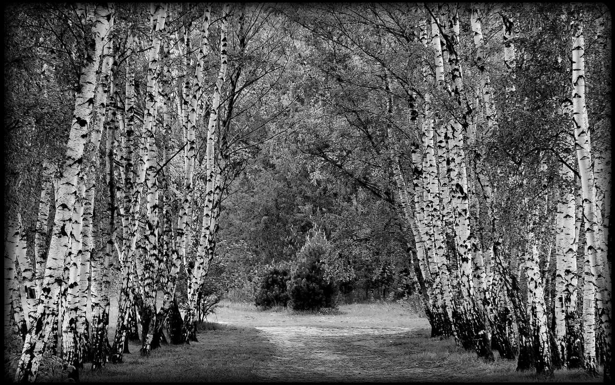 Березовая роща для гравировки