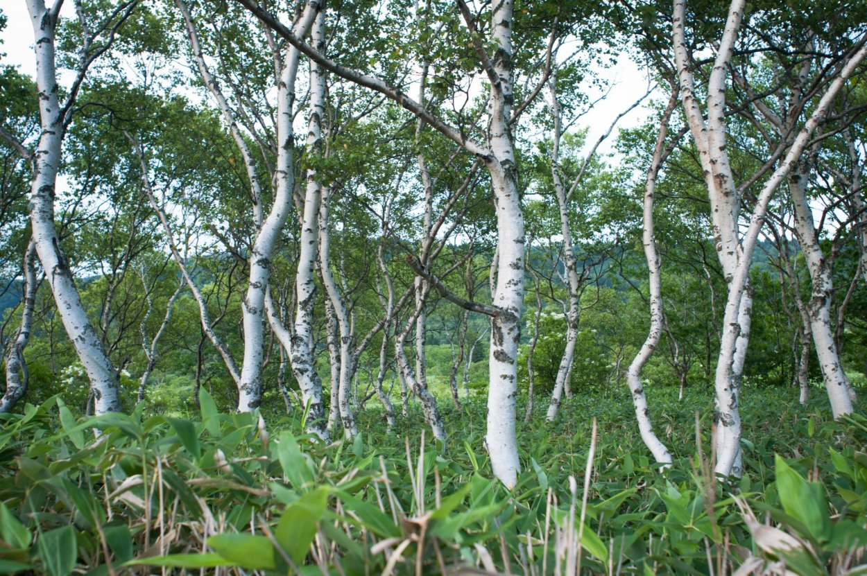 Каменная береза дальнего Востока